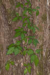 Virginia creeper